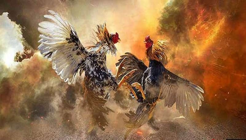 Ưu Điểm Nổi Bật Của Đá Gà HB88